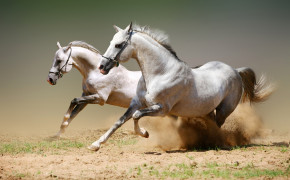 Arabian Horse Wallpaper HD 07568