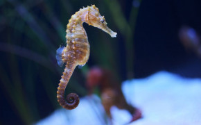 Seahorse HD Background Wallpaper 79189