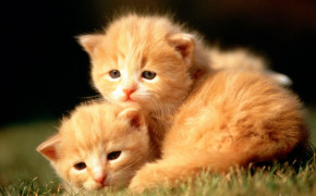 Baby Animal Background HD Wallpapers 74133