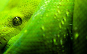 Smooth Green Snake HD Wallpapers 79625