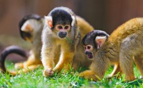 Squirrel Monkey HD Wallpapers 79935