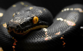 Python Snake Best HD Wallpaper 75649