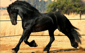 Friesian Horse Background Wallpapers 76227