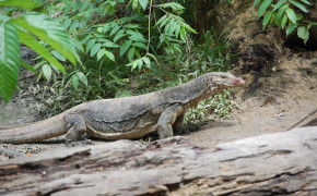 Asian Water Monitor High Definition Wallpaper 74045