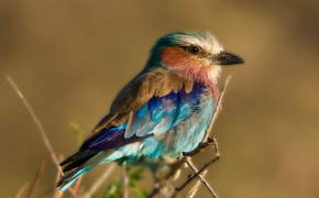 Lilac Breasted Roller Wallpaper 77765