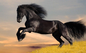 Black Horse Wallpaper HD 07680