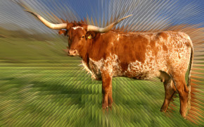 Longhorn Cattle Widescreen Wallpaper 74583