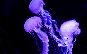 Jellyfish Background Wallpapers 77167