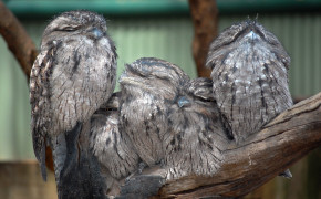 Tawny Frogmouth Background HD Wallpapers 80485