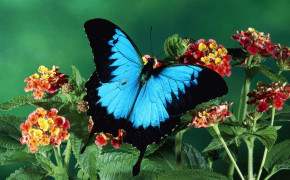 Ulysses Butterfly Wallpapers Full HD 80938