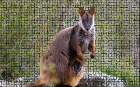 Rock Wallaby Background Wallpaper 78600