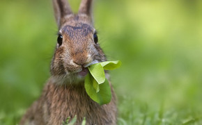 Forest Rabbit Images 07902