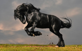 Black Horse 07683