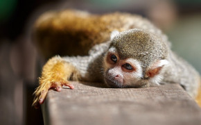 Squirrel Monkey HD Desktop Wallpaper 79933