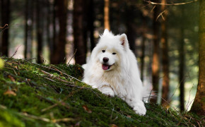 Samoyed Widescreen Wallpapers 78868