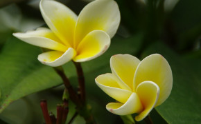 Yellow Jasmine Flower Wallpaper 08206