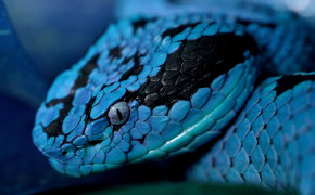 Viper Snake Wallpaper 2560x1600 81830