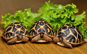 Indian Star Tortoise Desktop HD Wallpaper 76992