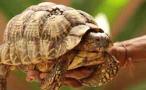 Indian Star Tortoise HD Background Wallpaper 76994