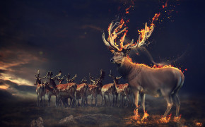 Reindeer HD Background Wallpaper 78462
