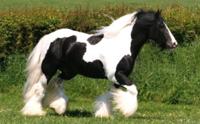Gypsy Horse Background Wallpapers 76471