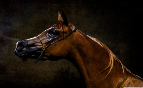 Arabian Horse Wallpaper 2880x1800 82075