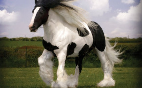 Gypsy Horse Desktop Wallpaper 76475