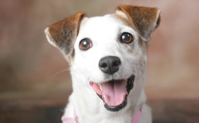 Jack Russell Terrier HD Background Wallpaper 77096