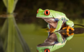 Red Eyed Tree Frog Best Wallpaper 78176