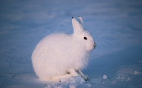 Arctic Hare HD Wallpaper 73936