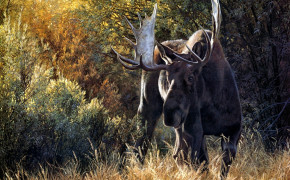 Moose Wallpaper 1920x1200 81311