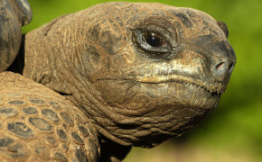 Aldabra Giant Tortoise Wallpaper 1600x900 80993