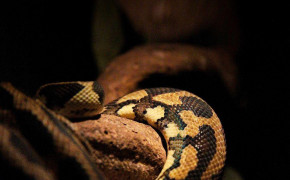 Python Snake Wallpaper 75661