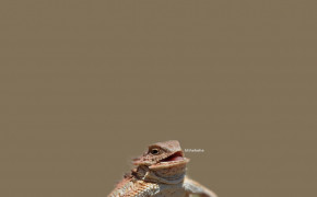 Horned Lizard Desktop HD Wallpaper 76785