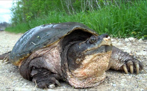 Alligator Snapping Turtle HD Background Wallpaper 73551