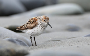 Sandpiper Background Wallpapers 78923
