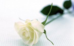 White Rose 08188