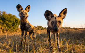 African Wild Dog HD Wallpapers 73412
