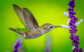 Flower Hummingbird HQ Background Wallpaper 76219