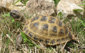 Russian Tortoise Photos 08094