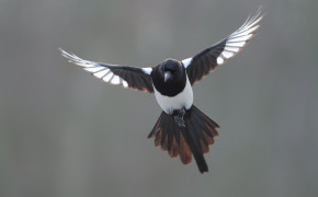 Magpie HD Background Wallpaper 74686
