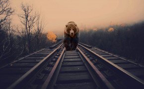 Bear Desktop Wallpaper 74340