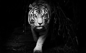 Black Tiger Wallpaper HD 07688