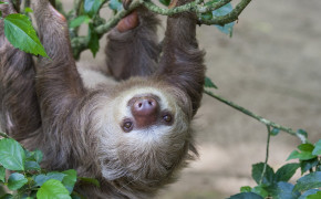 Three Toed Sloth Widescreen Wallpapers 80577