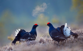 Grouse HQ Background Wallpaper 76427