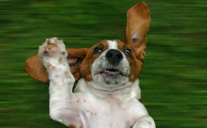 Basset Hound Wallpapers Full HD 74278