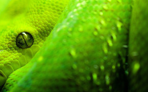 Green Viper Snake Wallpaper 1920x1080 81101