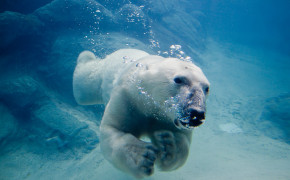 Polar Bear Swimming 08053