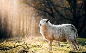 Sheep Background Wallpapers 79338