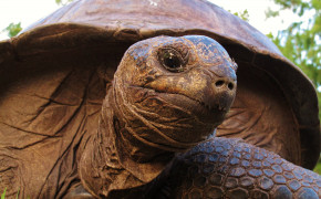 Aldabra Giant Tortoise HD Wallpapers 73516